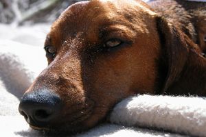 Segni di infezione di personale nei cani