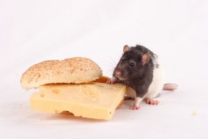 Ratto del laboratorio dieta