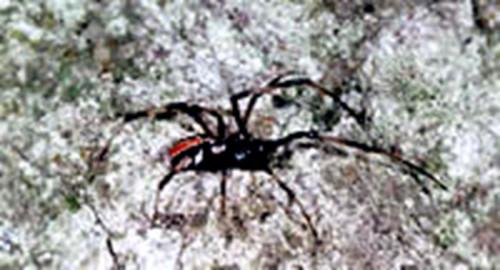 Come identificare il ragno rosso posteriore