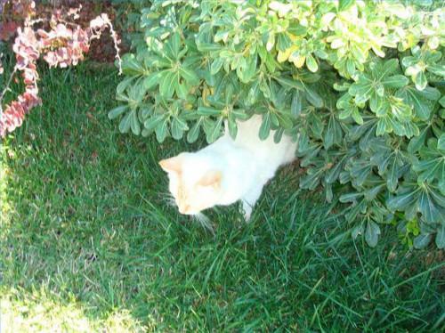 Come mantenere i gatti da scavando nel giardino letti