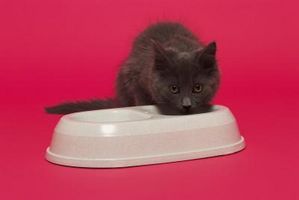 Alimenti per gattini che sono denutriti