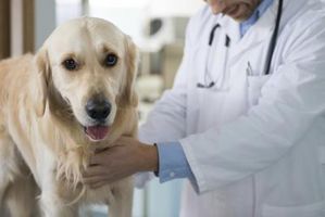 Costo della chemioterapia per cani