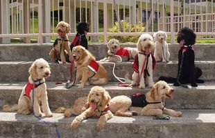 Qual è la gamma normale di eritrociti nei cani?