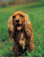 Occhio-The-Counter pomate per i cani
