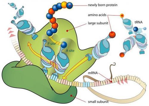 Quale ruolo svolge il ribosoma nella traduzione?