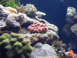 Acquario di corallo identificazione