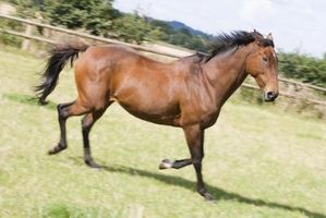 Suggerimenti su Haltering un cavallo testardo di un anno per la prima volta