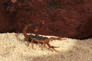 Scorpioni sono pericolosi per i bambini?