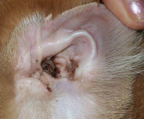 Infezioni dell'orecchio dei gatti