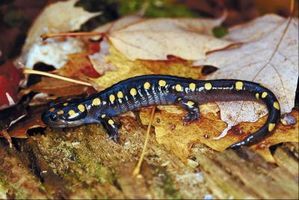 Elenco delle salamandre europee