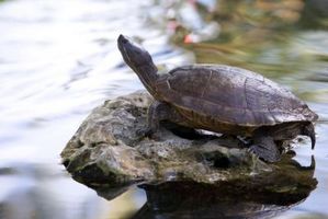 Le tartarughe possono vivere nello stesso acquario come Tiger salamandre?