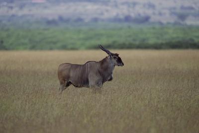 Tipi di antilopi africane e Okapi