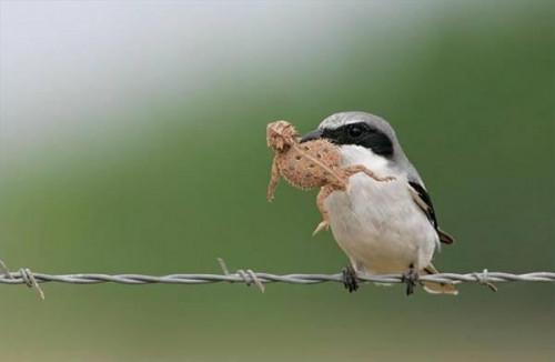 Cosa mangiano gli uccelli Perching?