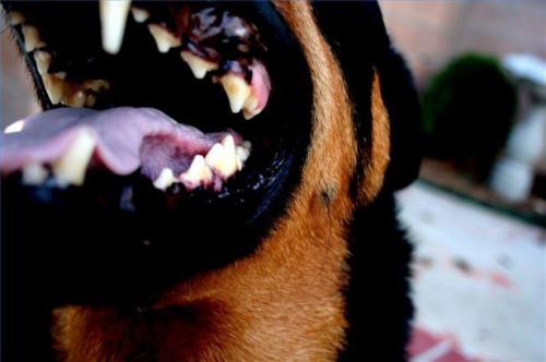 È normale per i cani a perdere i loro denti?