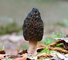Dove trovare funghi Morel nel bosco
