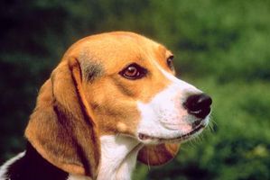 Come ridurre al minimo l'odore di Beagles