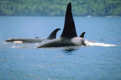 Caratteristiche comportamentali delle orche
