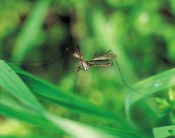 Specie di zanzare in Oregon