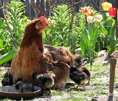 Come rimuovere i pidocchi da polli