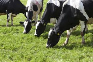Come fare un piano di pascolo per bovini