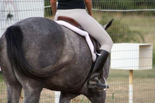 Come addestrare un cavallo per riconoscere i comandi