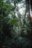 Parassiti nella foresta pluviale