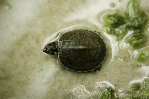 Come prendersi cura di una tartaruga acquatica Baby