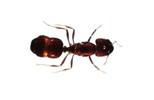 Quali sono le caratteristiche API & formiche condividiamo?