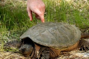 Come creare un Habitat domestico per Alligator Snapping tartarughe