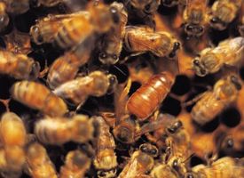 Come rimuovere in mancanza di un ape regina