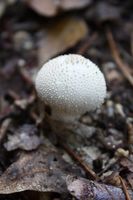 Come faccio a identificare selvatiche commestibili funghi che crescono nel Connecticut?