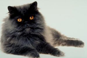 Quali sono le cause di stimolazione e girando nei gatti?