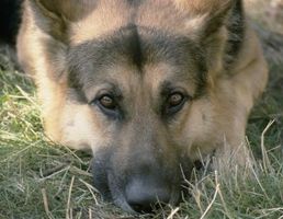 Quali sono i livelli del monocito in cani?
