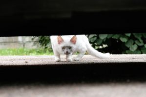 Come sbarazzarsi dei gatti selvaggi sotto una casa