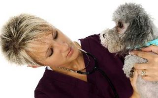 Rogna vs imbracatura irritazione nei cani