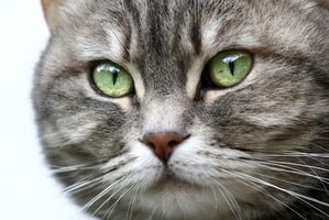 Linfoma mediastinico in gatti