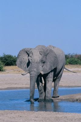 Caratteristiche degli elefanti africani