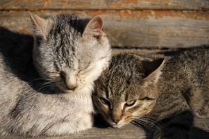 Cancro delle ghiandole del profumo in un gatto