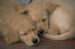 Segni e sintomi di disidratazione in cuccioli