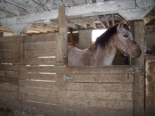 Come costruire una porta di stalla del cavallo