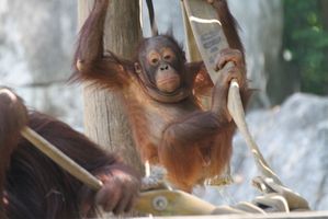 Come aiutare a salvare gli oranghi dall'estinzione