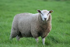 Come fare una cavezza corda per pecore