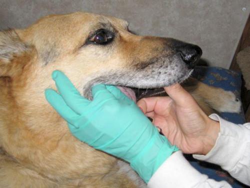 Canini Cytoxan cistite trattamento