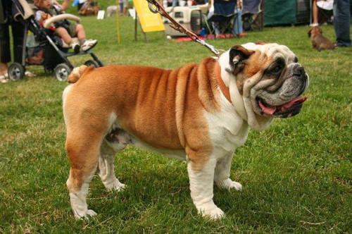 Quanto grande può ottenere un Bulldog inglese?