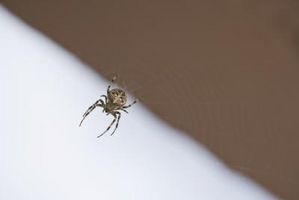 Come fare per identificare diversi tipi di ragni?