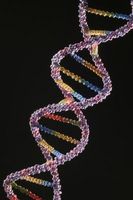 Come utilizzare il DNA per la genealogia