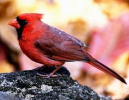 Come ottenere un cardinale rosso a venire per il vostro alimentatore