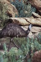 Come mantenere gli emù