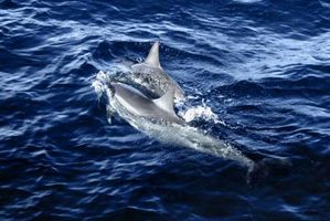 Web di cibo dei delfini comuni