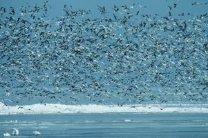 Che cosa significa un solare bussola quando si parla di migrazione uccelli?